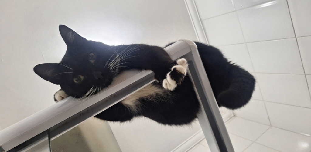 Foto de Tyler, um gato preto de bigodes brancos, que inspirou o artigo sobre o Luto por um Pet.